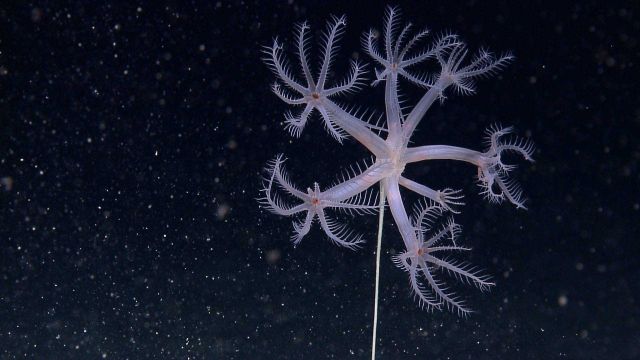 Deep sea coral Picture