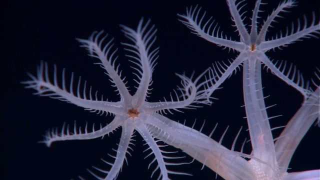 Deep sea coral Picture