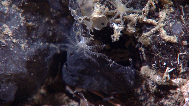 Deep sea coral Picture