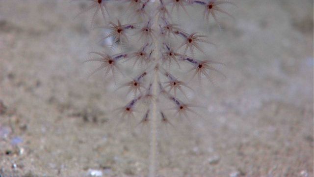 Deep sea coral Picture