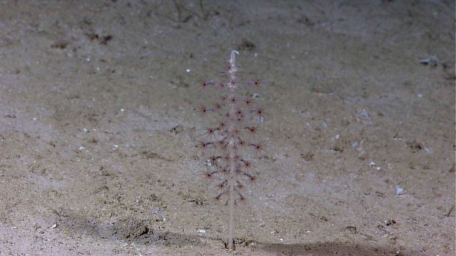 Deep sea coral Picture