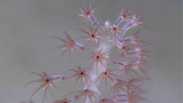 Deep sea coral Picture