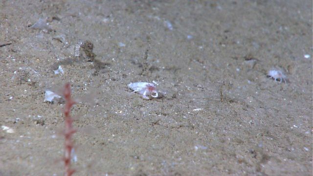 Deep sea coral Picture