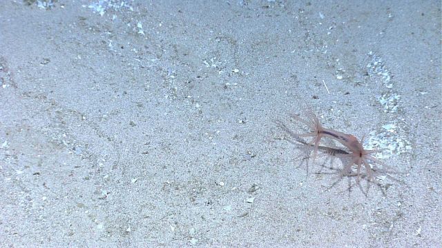 Deep sea coral Picture