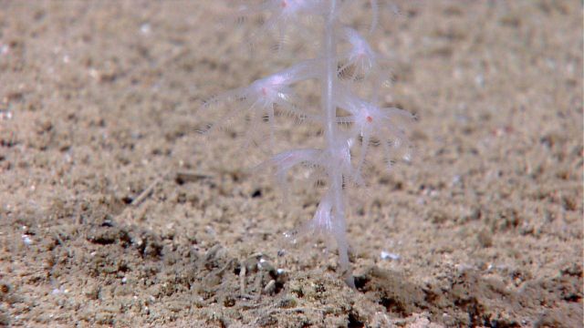 Deep sea coral Picture