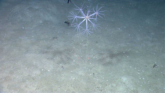 Deep sea coral Picture