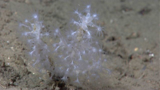 Deep sea coral Picture