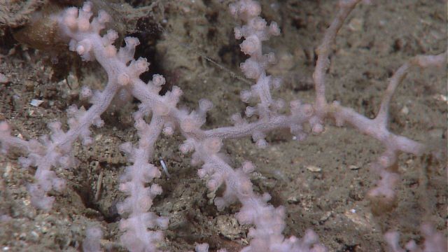 Deep sea coral Picture