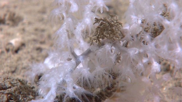 Deep sea coral Picture