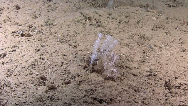 Deep sea coral Picture