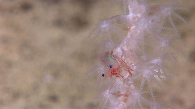 Deep sea coral Picture