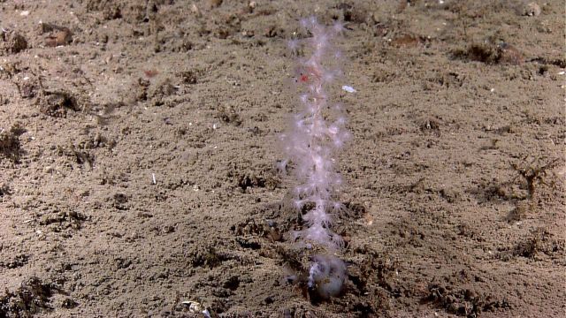 Deep sea coral Picture