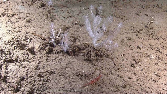 Deep sea coral Picture