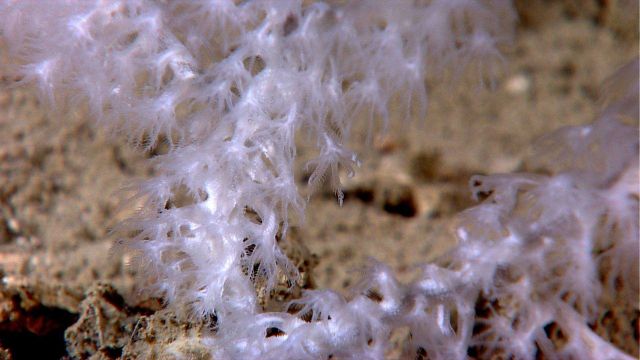 Deep sea coral Picture