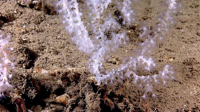 Deep sea coral Picture