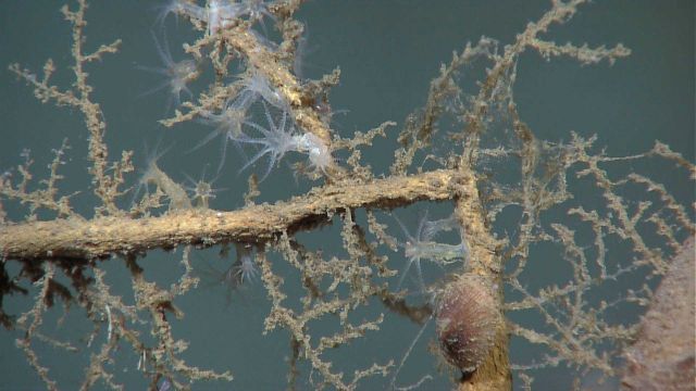 Deep sea coral Picture
