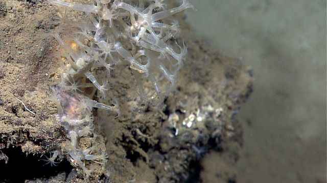 Deep sea coral Picture