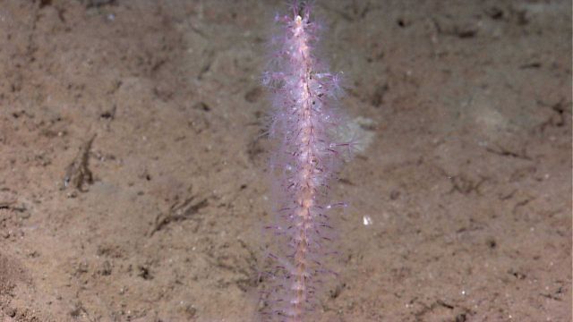 Deep sea coral Picture