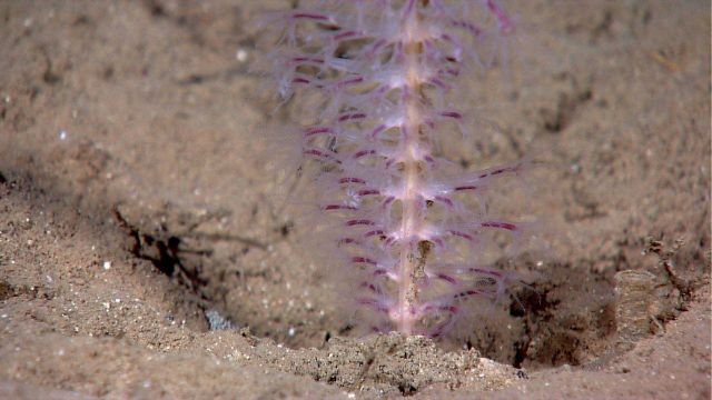 Deep sea coral Picture