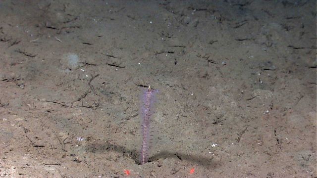 Deep sea coral Picture