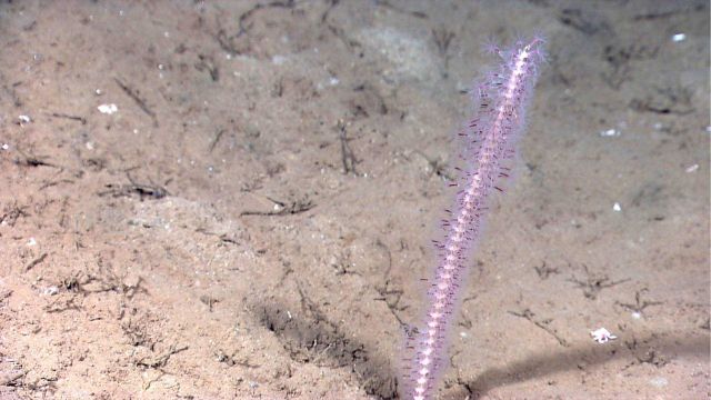 Deep sea coral Picture
