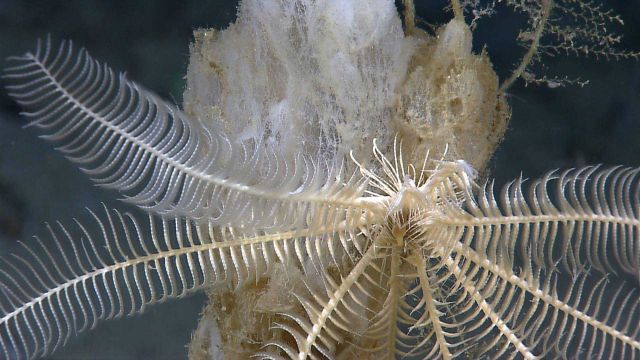 A white crinoid on a glass sponge Picture