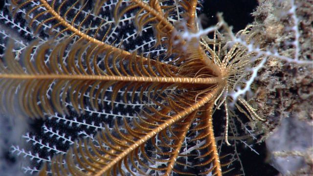 Base of a yellow-brown crinoid with a delicate white coral in the background. Picture