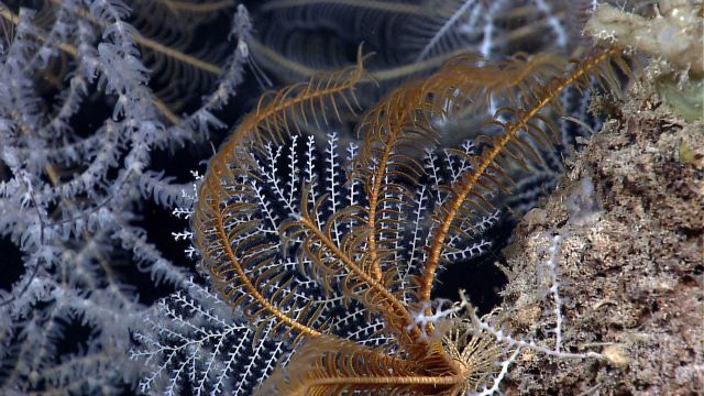 Yellow-brown crinoid with a black coral bush with white polyps in the background. Picture