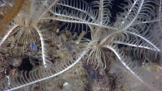 Large white crinoids with numerous small sponges on rock outcrop Picture