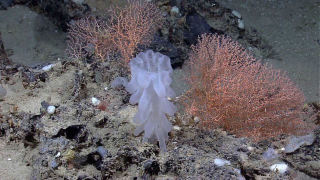 A spectacular glass sponge with two small orange octocoral bushes on a rock outcrop. Picture