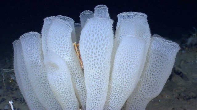 A spectacular group of Venus flower basket glass sponges (Euplectella aspergillum) glass sponges with a squat lobster in the middle. Picture