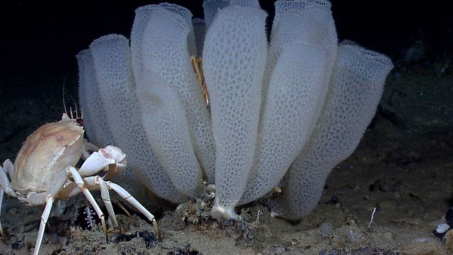 A golden crab (Chaceon fenneri) contemplates a spectacular group of Venus flower basket glass sponges (Euplectella aspergillum). Picture