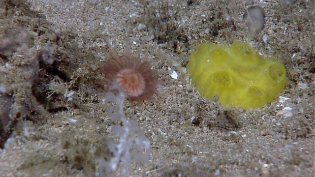 A yellow sponge, a cup coral, and a small white coral. Picture