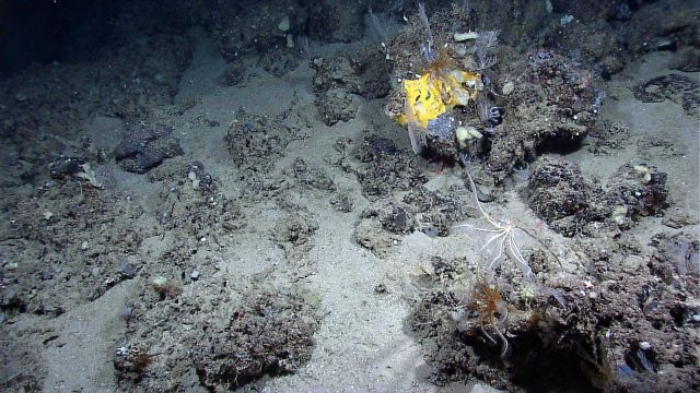 Yellow sponge, crinoids, small corals and other life forms. Picture
