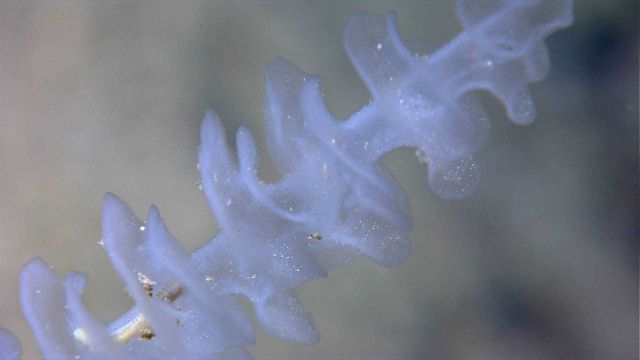 Closeup of white stalked sponge seen in image expl7535. Picture