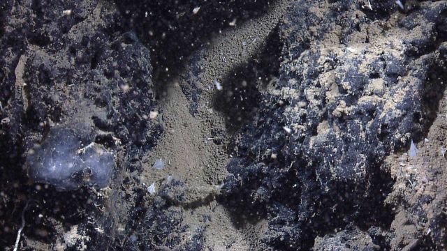 Translucent tunicate? in middle left of image Picture