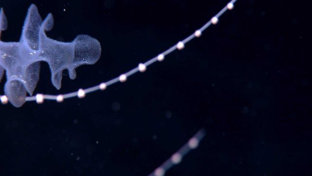 A glass sponge and a bamboo coral. Picture