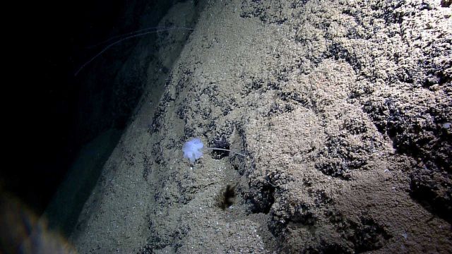 A stalked glass sponge on a steep slope. Picture