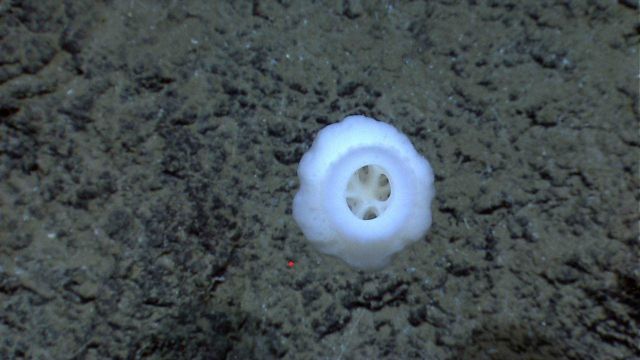 A stalked glass sponge. Picture