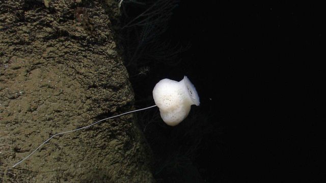 A stalked glass sponge. Picture