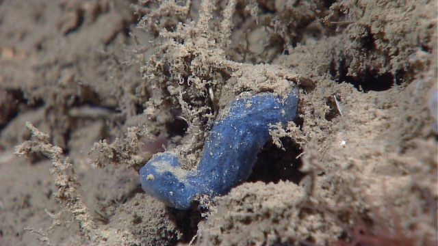A small blue sponge. Picture