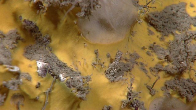 A yellow sponge. Picture