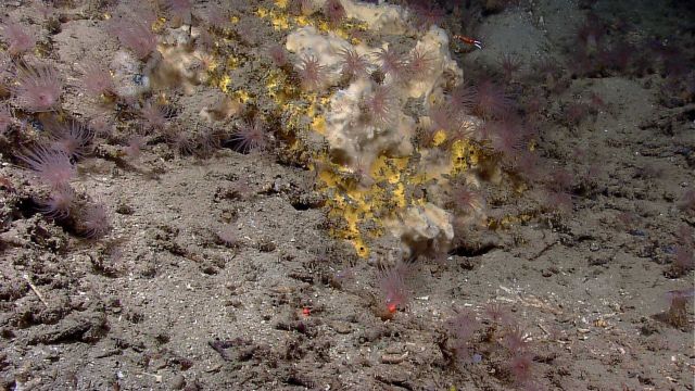 A translucent sponge and a yellow encrusting sponge. Picture