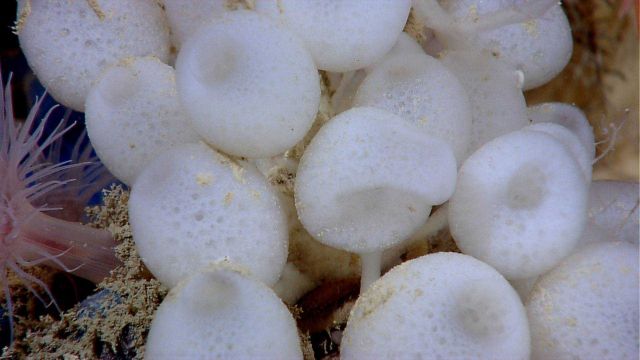 Lollypop sponges. Picture