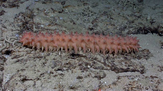 A brownish red spiky-looking holothurian Picture