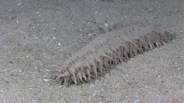 A grayish-white holothurian on a sandy bottom. Picture