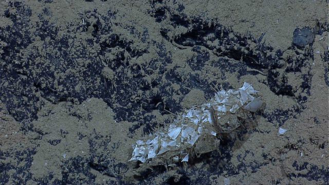Holothurian covered with sand and pteropod shells on a sand covered rocky ledge. Picture