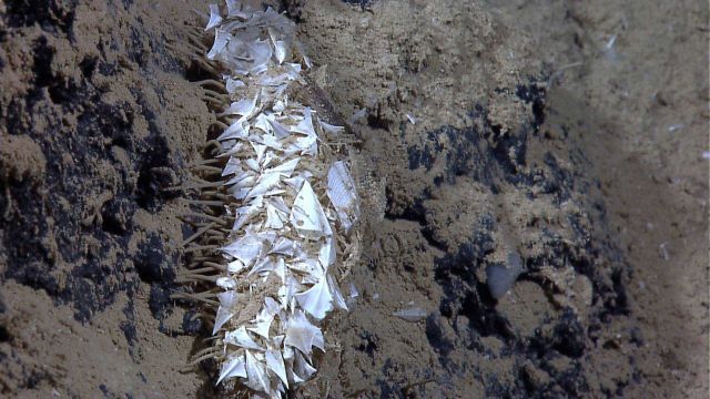 Holothurian covered with sand and pteropod shells on a sand covered rocky ledge. Picture