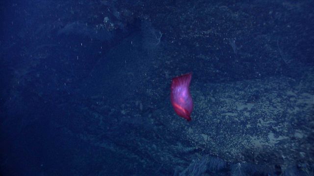 A purplish red translucent swimming holothurian Picture