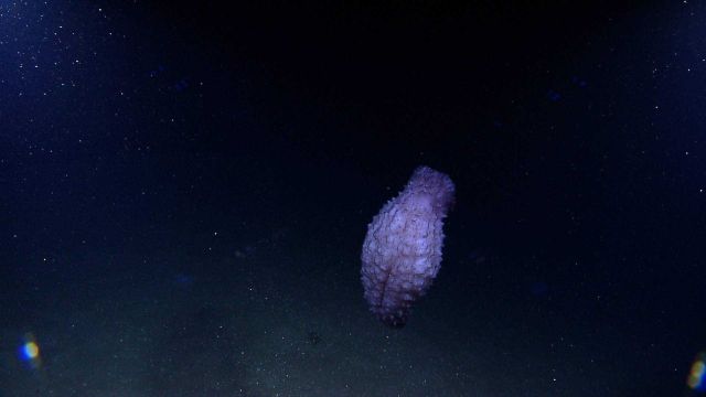 Benthothuria, an escape swimmer Picture